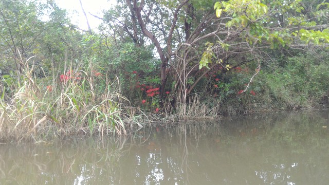 猿ヶ島辺りの相模川の溜まり（磯部の堰）をカヤックで探検