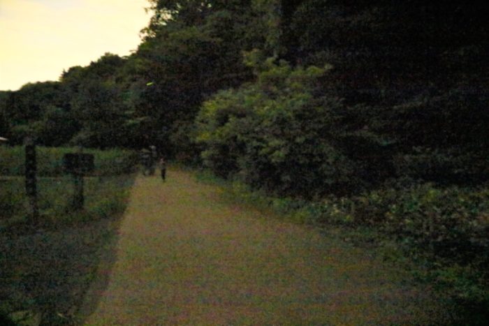 県立座間の谷戸山公園に蛍鑑賞に来ました。