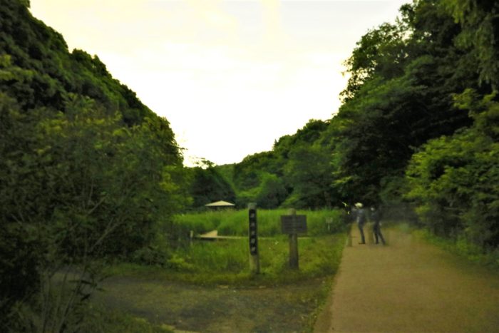 県立座間の谷戸山公園に蛍鑑賞に来ました。