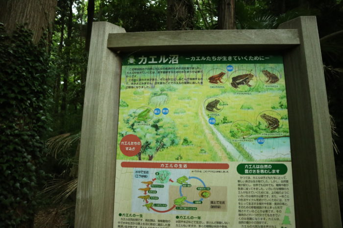 谷戸山公園のカエル沼