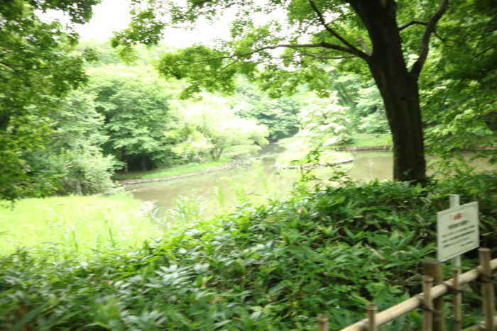 谷戸山公園の『水鳥の池』