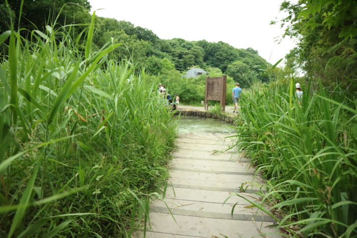 谷戸山公園に湿生生態園でザリガニ取りをする為に移動中