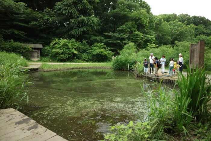 谷戸山公園に湿生生態園でザリガニ取り。