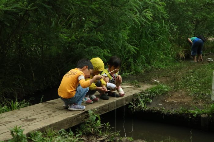 谷戸山公園に湿生生態園の脇の田んぼ用の用水路でザリガニ取り。