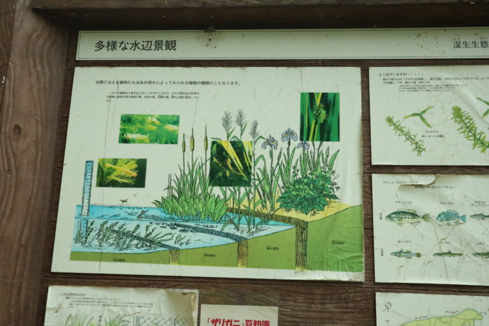谷戸山公園に湿生生態園