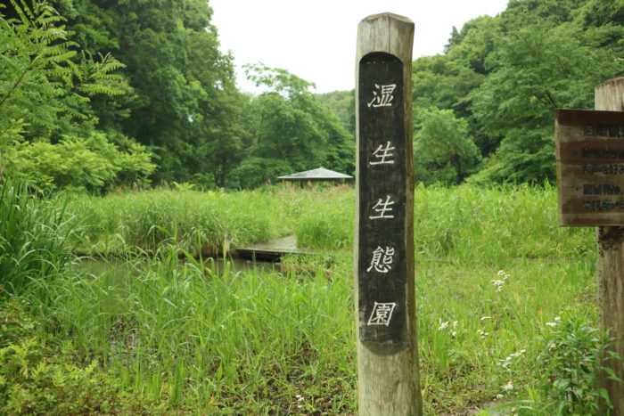 谷戸山公園に湿生生態園