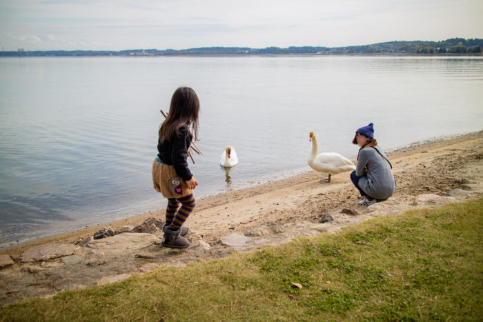親沢公園キャンプ場で涸沼に居る白鳥と遊ぶ