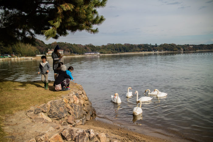 親沢公園キャンプ場で涸沼に居る白鳥と遊ぶ
