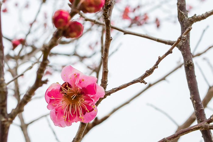蔓巻公園オートキャンプ場に咲く梅の花