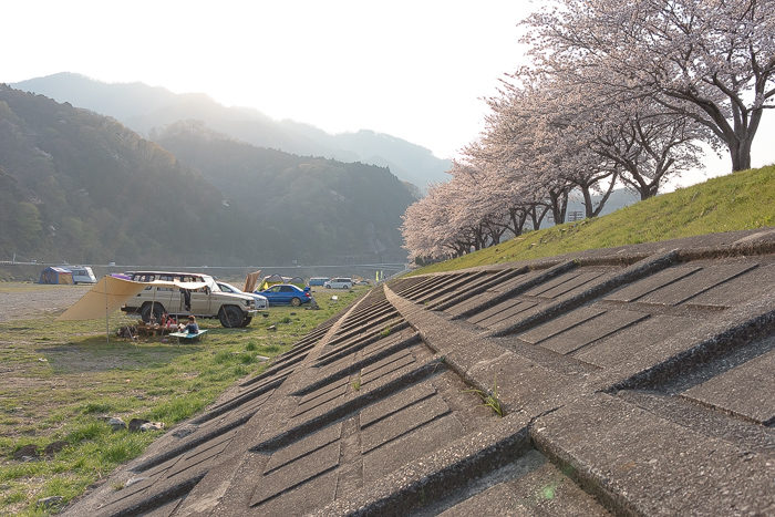 田代運動脇の河川敷で花見デイキャンプした時の桜並木