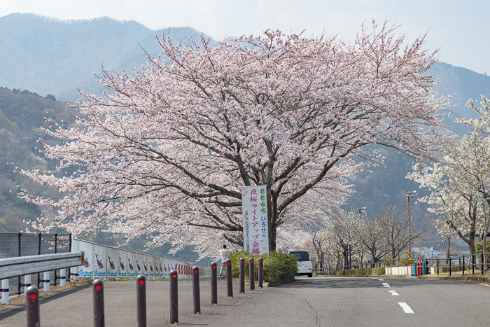 田代運動脇の河川敷で花見デイキャンプした時の桜並木