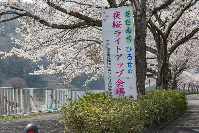 田代運動脇の河川敷で花見デイキャンプした時のだだんべひろせの夜桜ライトアップ会場の看板