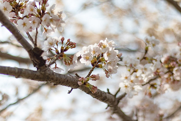 田代運動脇の河川敷で花見デイキャンプした時の桜
