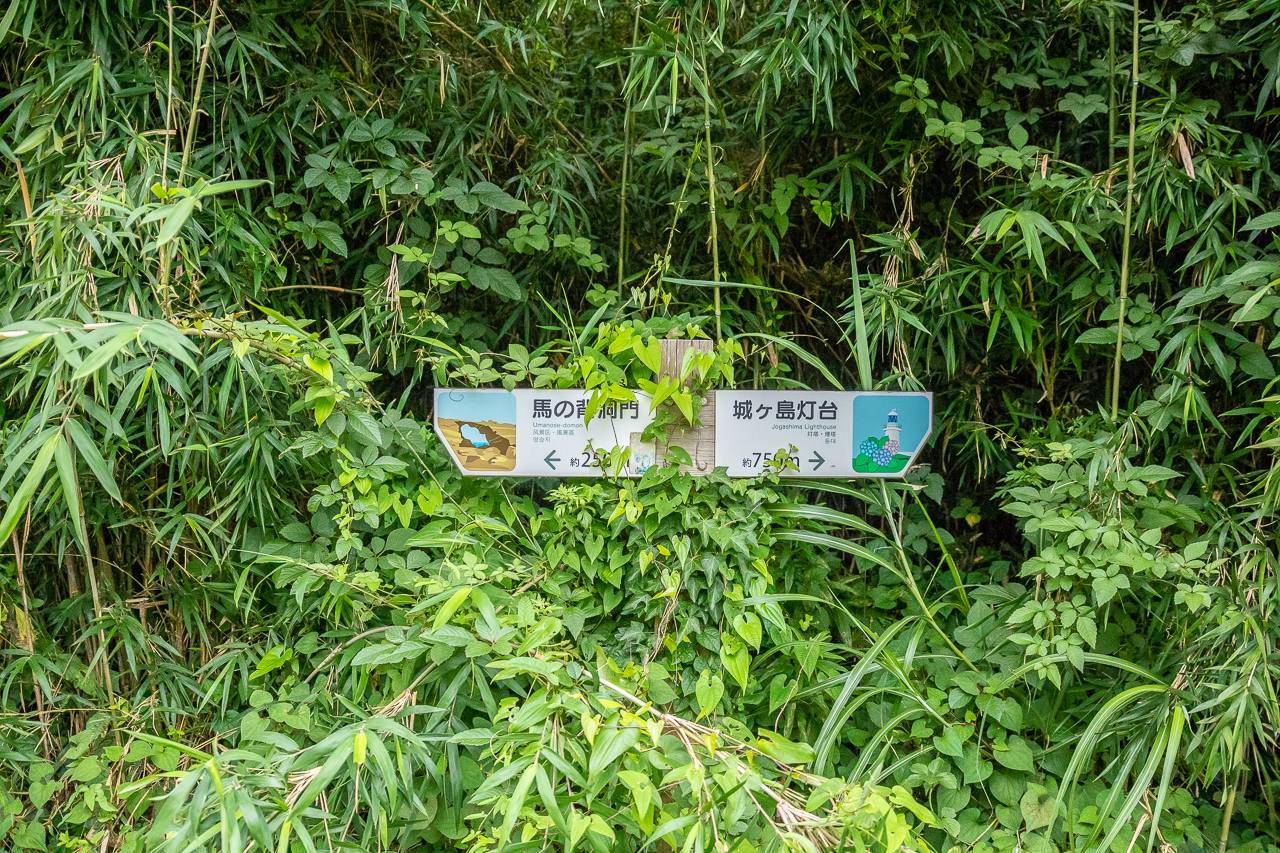 三浦半島の馬の背洞門までの山道(ハイキングコース)