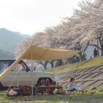 田代運動脇の河川敷で花見デイキャンプした時の桜並木