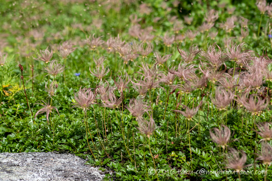 8月の夏に千畳敷カールで見た高山植物のチングルマの花の咲いた後
