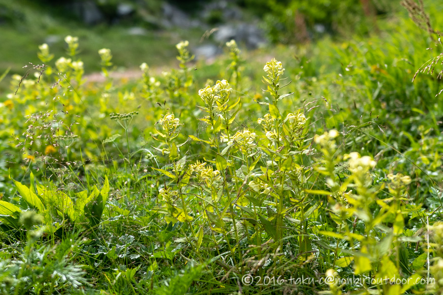 8月の夏に千畳敷カールで見た高山植物のエゾシオガマ。。。？