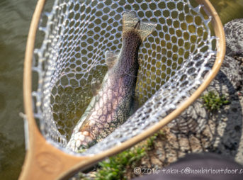 2021年2月17日のFish on 王禅寺のジロー池の午後に釣れたニジマス