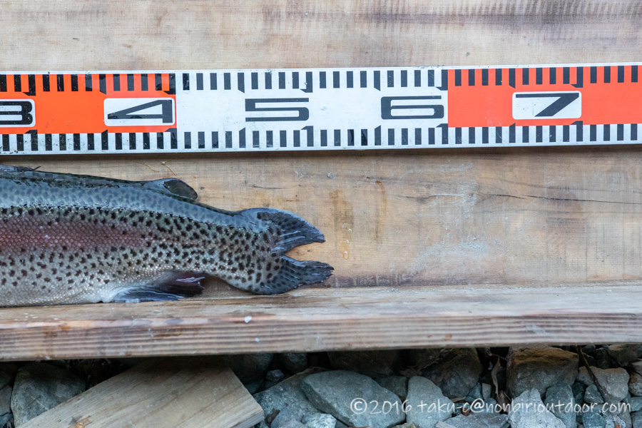 2021年2月24日のうらたんざわ渓流釣り場にてルアーで釣れたニジマスが51cm