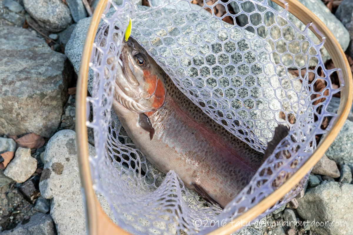 うらたんざわ渓流釣り場でハイバーストのスプーンで釣れたドナー49cm