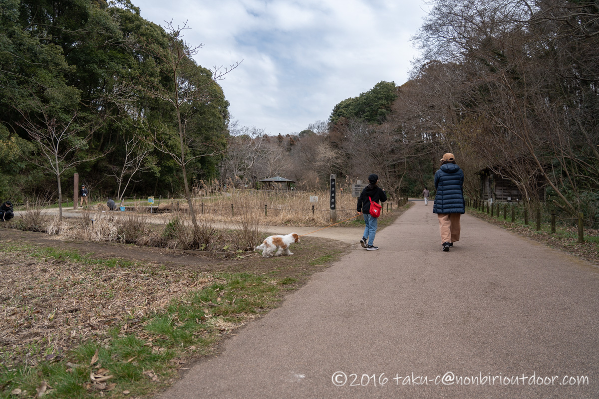 座間の谷戸山公園にChacoと散歩に行ってきました！