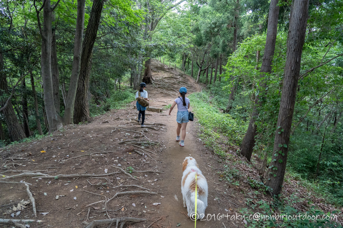 七沢森林公園をオーストラリアンラブラドゥードルChacoと山歩き
